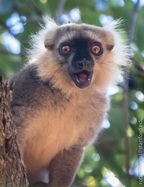 brown lemur